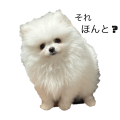 わたしはえる・ポメラニアン・豪華版