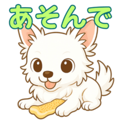 笑顔の白ちわわ