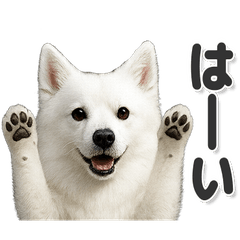 毎日使える！かわいい日本スピッツ