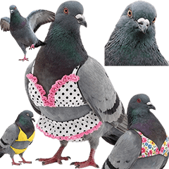BIG! ビキニを着た鳩　実写