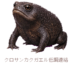 クロサンカクガエル低調連絡