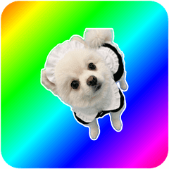 【ミックス】メイドのポメラニアン