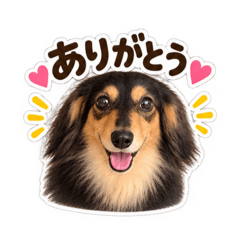 ミニチュア・ダックスフンド♡♡