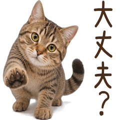 気遣い♪ キジトラ