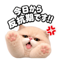 ぶさかわ猫【反抗期編】