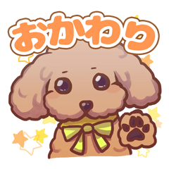 Pet dog_toy Poodle