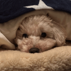 チャイたんのいろんなスタンプ