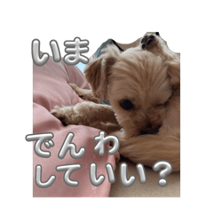 しあわせぽろちゃん