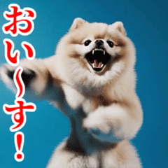激しく動く！ポメラニアン！