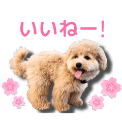 ポメプーのぷりこちゃん