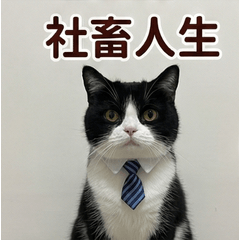 MAO & NAGI Cats are so tired from work