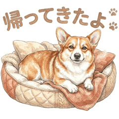 愛犬情報共有用・コーギー(食パン)