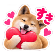 柴犬みかんの日常あいさつ