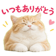 やさしい言葉の実写ねこ