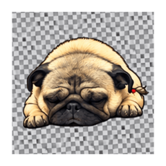 かわいいパグ｜Cute Pug