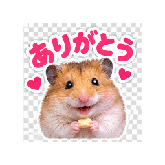 ウチのハムHAM