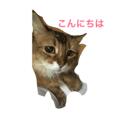 タレ目猫金ちゃん
