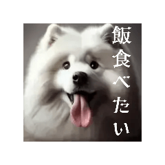 見つめる犬