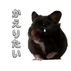 クロクマハムスターのぽんず