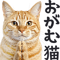 拝む猫