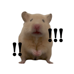 キンクマのぱんちゃん(2)