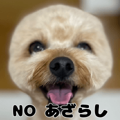 クマプーの茶々 2