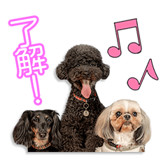 渡部家のそぼろ＆しずく＆チェリーちゃん