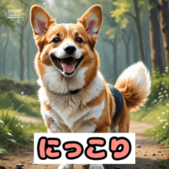 コーギーの日常表情