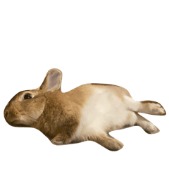 いろんなポーズのうさぎさんスタンプ