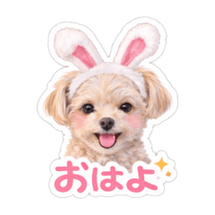 チワプーのくーちゃん