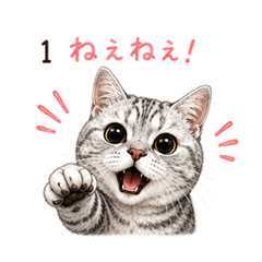 American short hair cat cute sticker