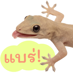 Cute Gecko v.3