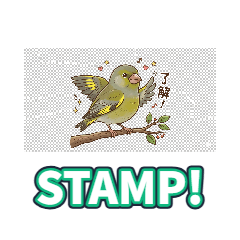 European Greenfinch