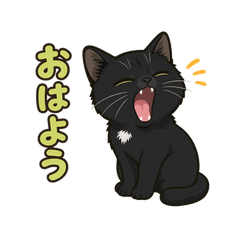 ウチの黒猫タマ
