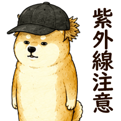 ずっと使える気だるい夏｜柴犬のゆるい日常