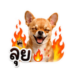 Chihuahua (Angpao&Oofu)_20260705153539