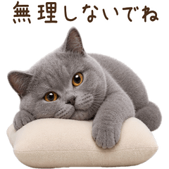 気遣い♪ ブリティッシュショートヘア