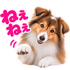 ❤️❣️シェルティ❣️❤️