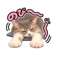 グレージュきじとらのコムギちゃん>ㅅ<