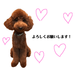 ❤️可愛い動物❤️