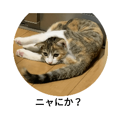 三毛猫　みそ　段々と大きくなってます。