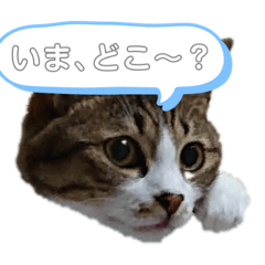 ゆうたの猫たちスタンプ