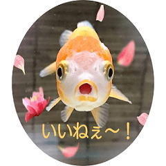 金魚 (金魚づくし1、2再発売Ver.)