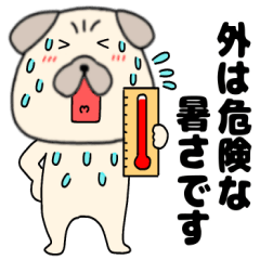 【夏】パグ犬のぱーちゃん62