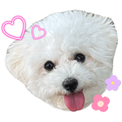 ビションフリーゼうーちゃん♡