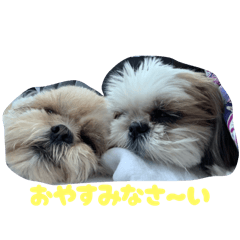 家の可愛いわんこ達！(シーズー)