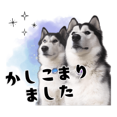 シベリアンハスキーのロック&アイス