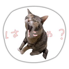 猫トイプーすたんぷ