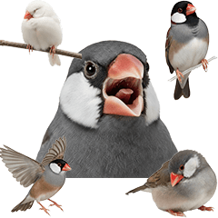 BIG! 文鳥　実写