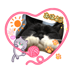にゃーちゃん　日常②
